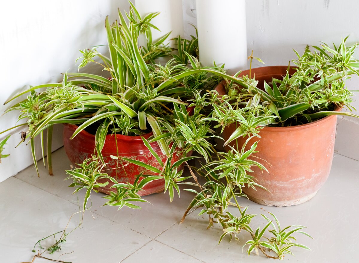 Why Are The Tips Of My Spider Plant Turning Brown? (Here's How To Fix