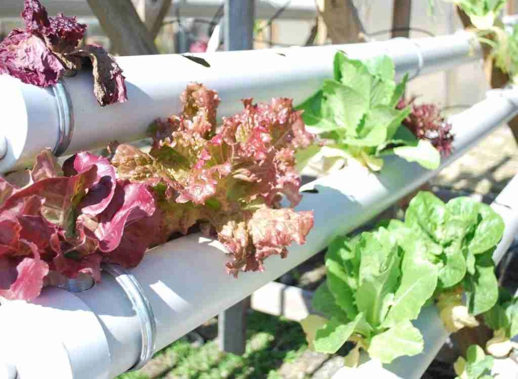 Is PVC Safe For Organic Gardening