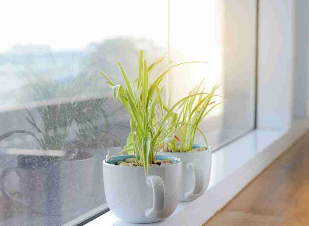 5 Spider Plant Diseases To Look Out For!