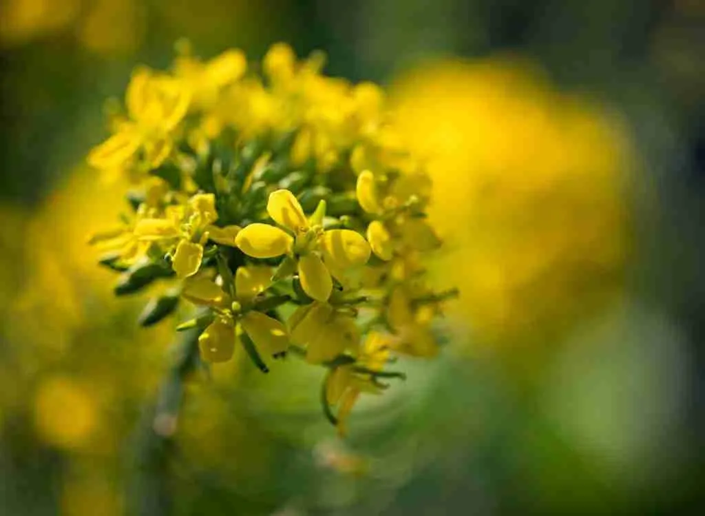 How Is The Brassica Flower Different From The Hibiscus Flower