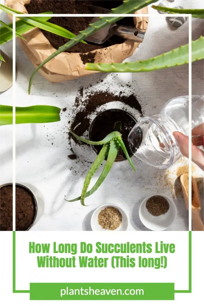 How Long Do Succulents Live Without Water (This Long!) Plants Heaven