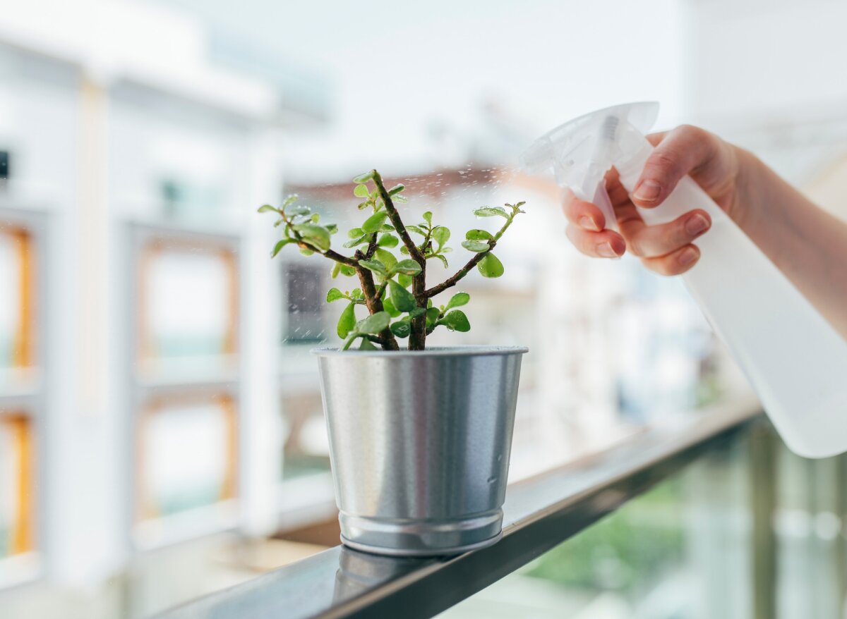 How Long Do Succulents Live Without Water (This Long!) Plants Heaven