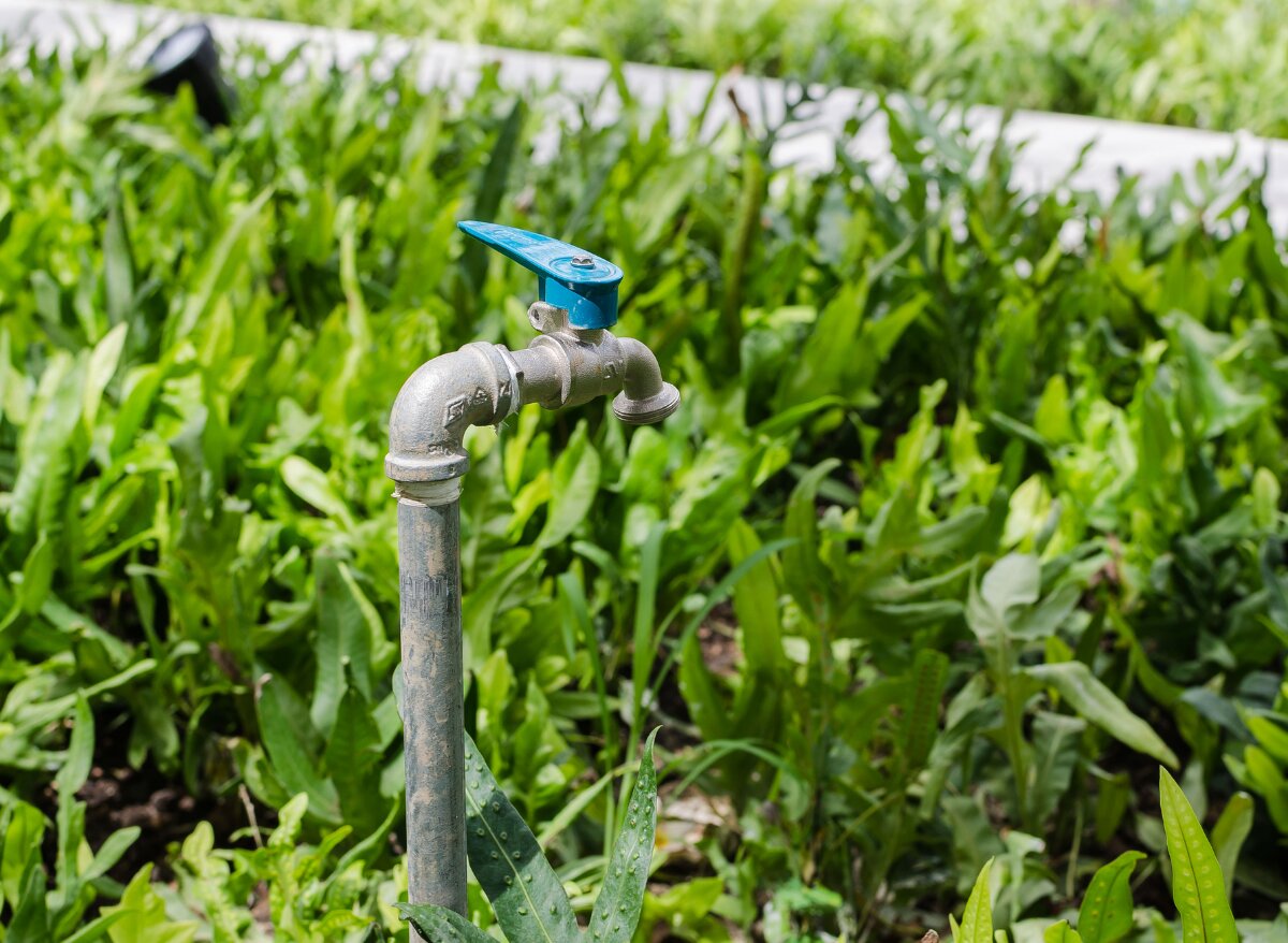 Here’s How To Winterize Outdoor Faucet Without Shut Off Valve Plants
