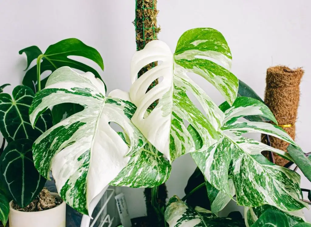 Monstera Deliciosa Vs Borsigiana