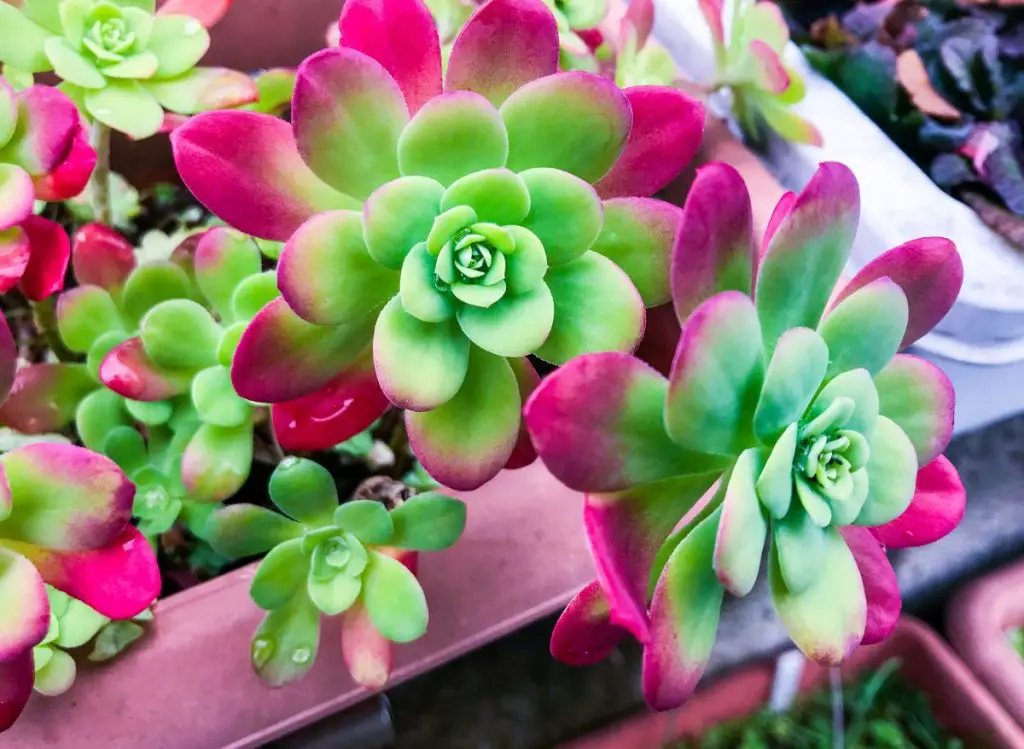 Why Do Succulents Change Color (Here are the reasons!)
