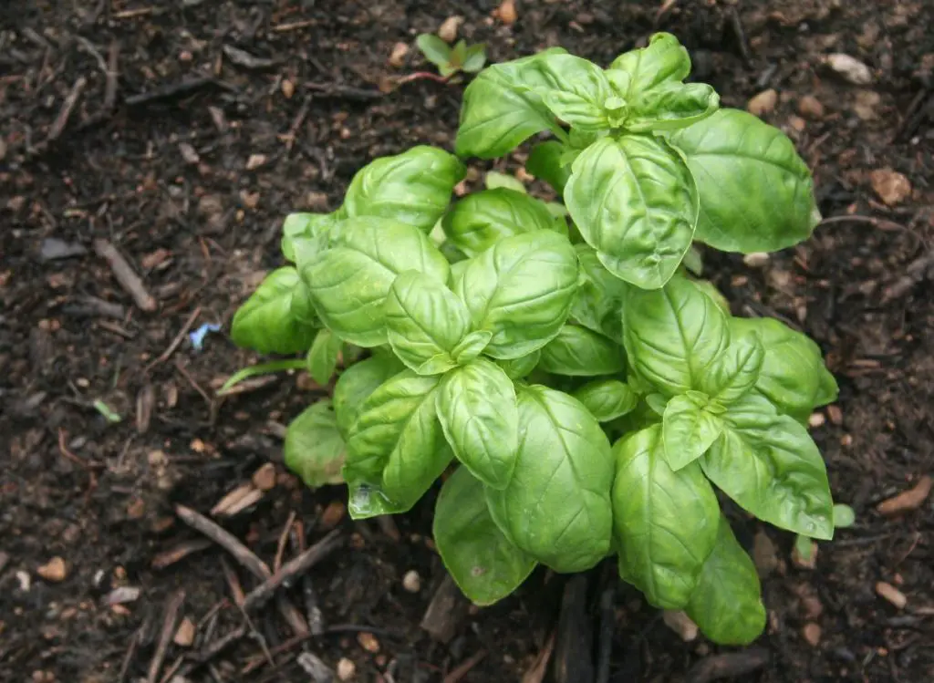 How Long Does Basil Plant Last