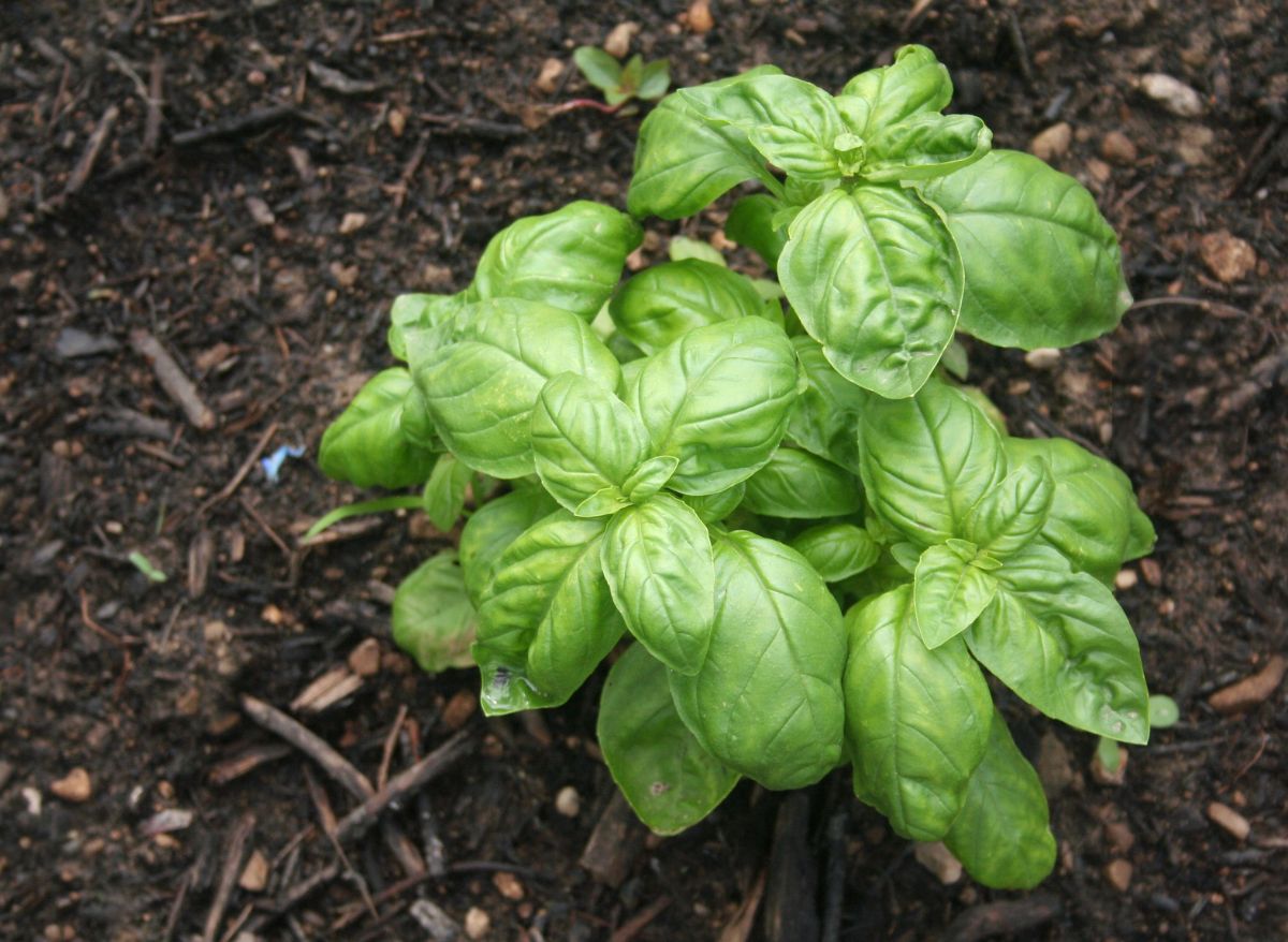How Long Does Basil Plant Last (This Long!) Plants Heaven