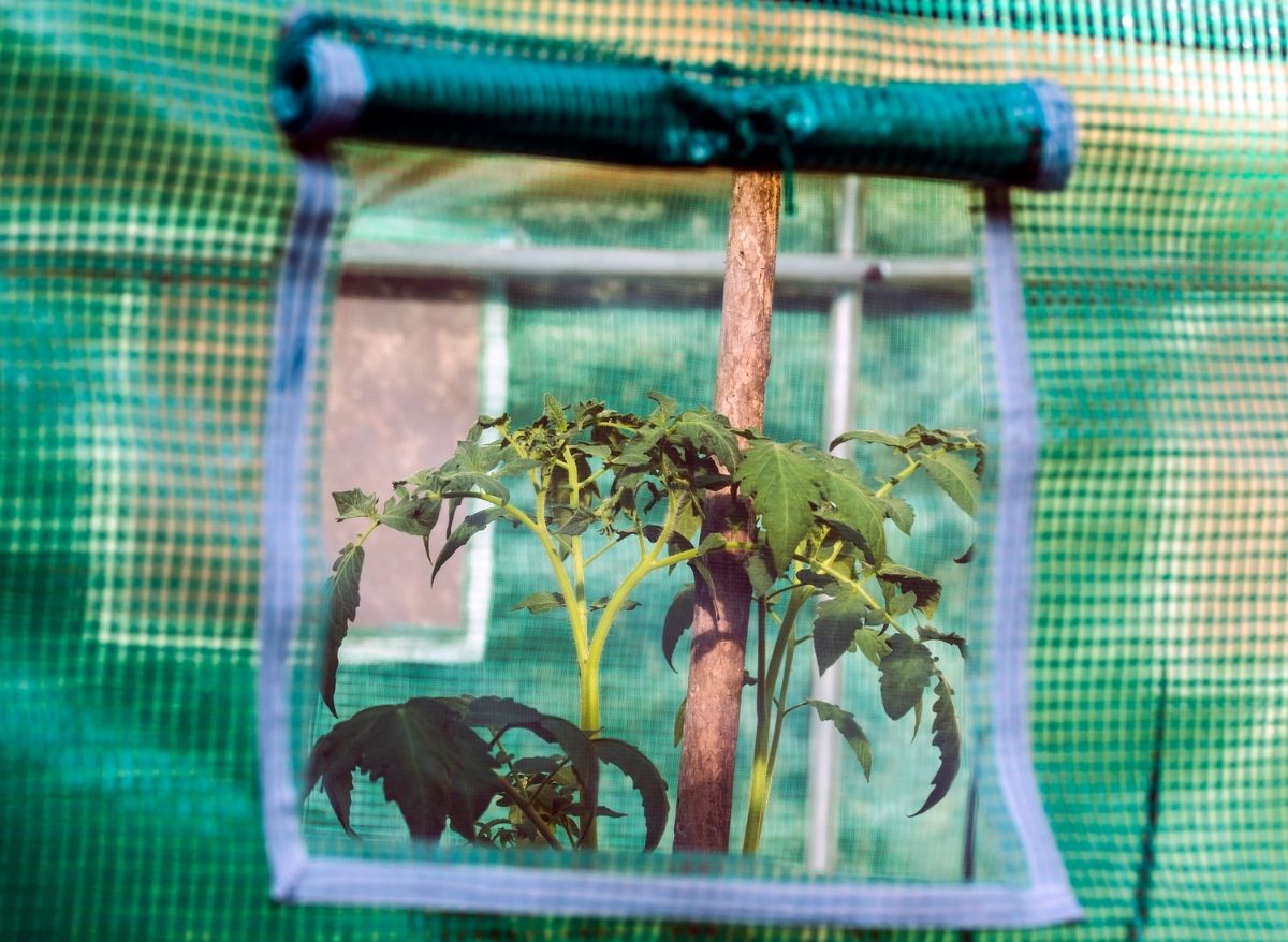 Here's How To Increase Humidity In Grow Tent Plants Heaven