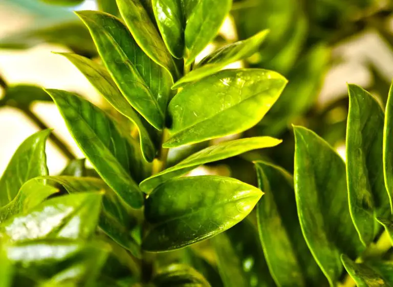 Why Is Your ZZ Plant Leaves Turning Brown? (6 Reasons And Tips To Fix
