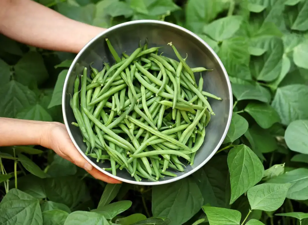 Bush Beans Vs. Pole Beans